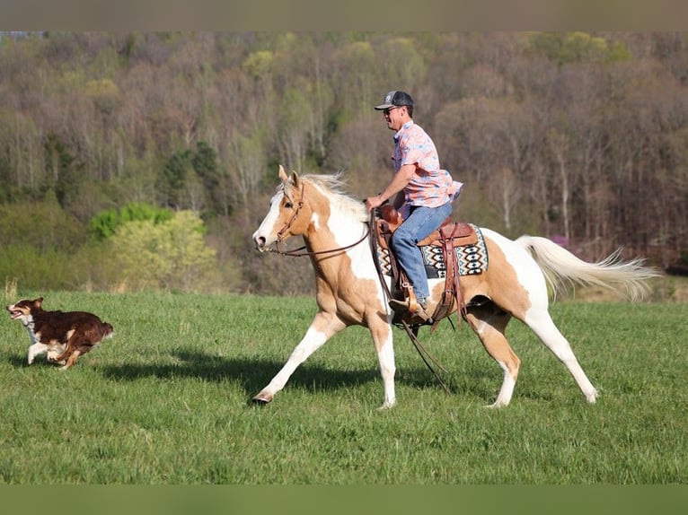 Quarter horse américain Hongre 13 Ans 152 cm Tobiano-toutes couleurs in Brodhead KY
