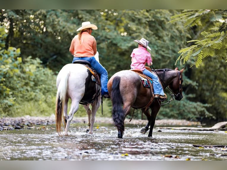 Quarter horse américain Hongre 13 Ans 152 cm Tobiano-toutes couleurs in Mt Hope Al