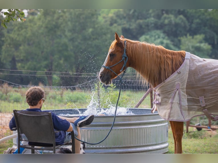 Quarter horse américain Hongre 13 Ans 155 cm Alezan brûlé in WEATHERFORD, TX