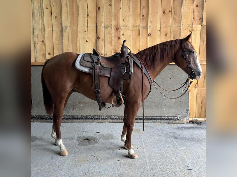 Quarter horse américain Hongre 13 Ans 155 cm Alezan brûlé in Everett PA