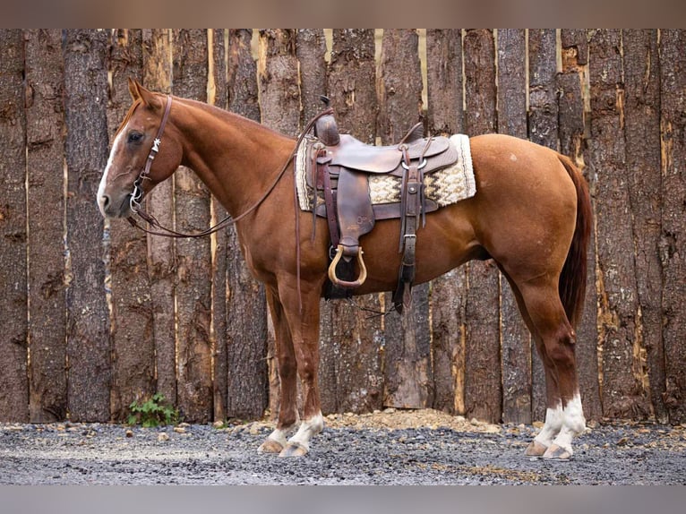 Quarter horse américain Hongre 13 Ans 155 cm Alezan brûlé in Everett PA