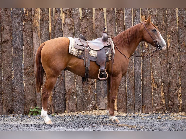 Quarter horse américain Hongre 13 Ans 155 cm Alezan brûlé in Everett PA