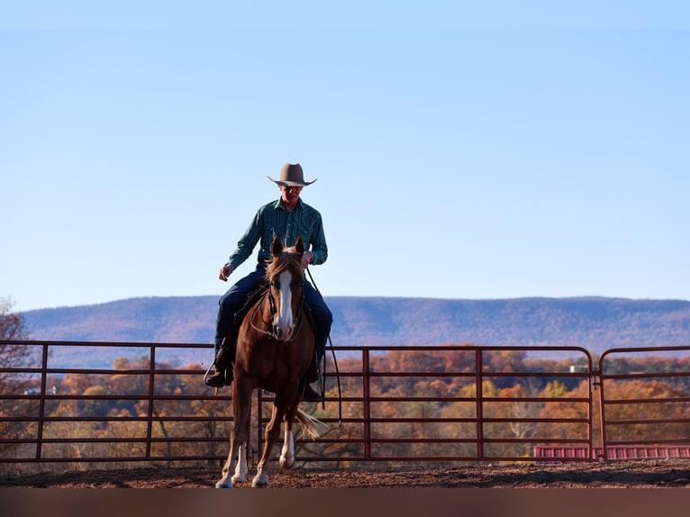Quarter horse américain Hongre 13 Ans 155 cm Alezan cuivré in Needmore