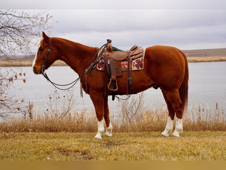 Quarter horse américain Hongre 13 Ans 155 cm Alezan cuivré in Valley Springs, SD