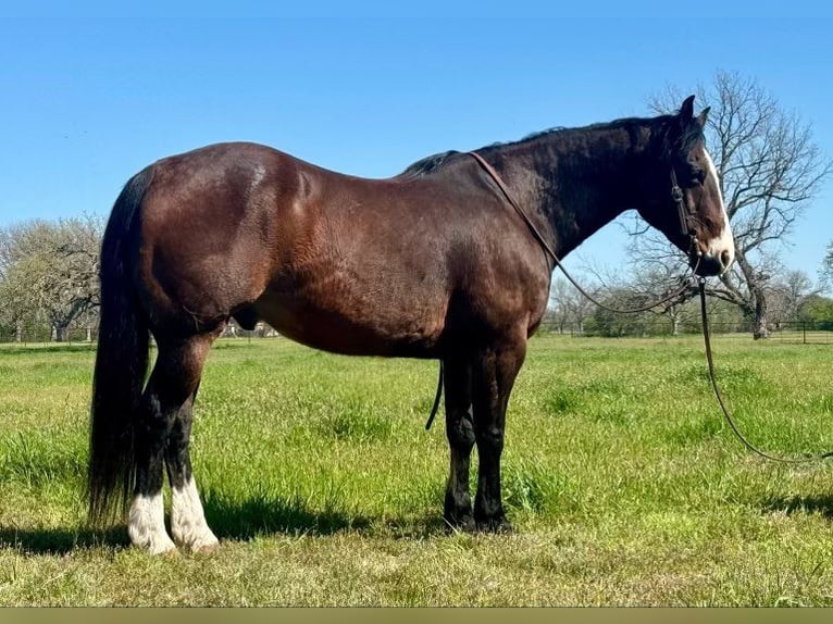 Quarter horse américain Hongre 13 Ans 155 cm Bai cerise in WEATHERFORD, TX