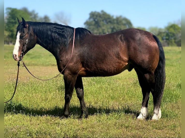 Quarter horse américain Hongre 13 Ans 155 cm Bai cerise in WEATHERFORD, TX