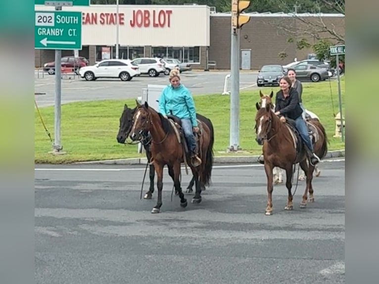 Quarter horse américain Hongre 13 Ans 155 cm Bai cerise in Granby, CT