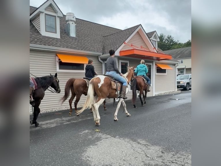 Quarter horse américain Hongre 13 Ans 155 cm Bai cerise in Granby, CT