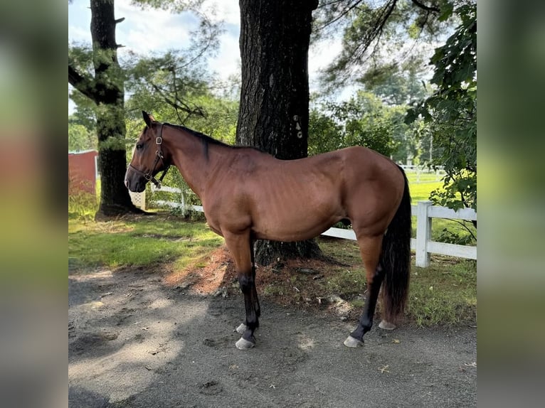 Quarter horse américain Hongre 13 Ans 155 cm Bai cerise in Granby, CT