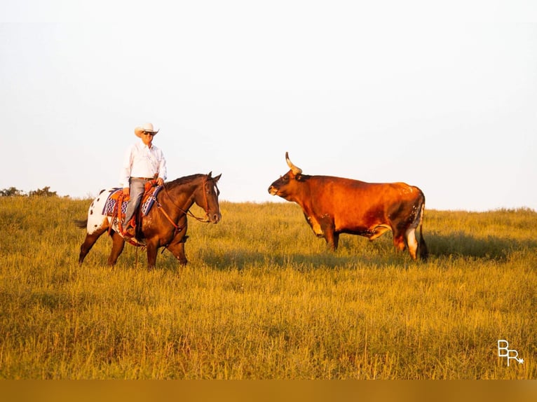 Quarter horse américain Hongre 13 Ans 155 cm Bai cerise in Mountain Grove MO