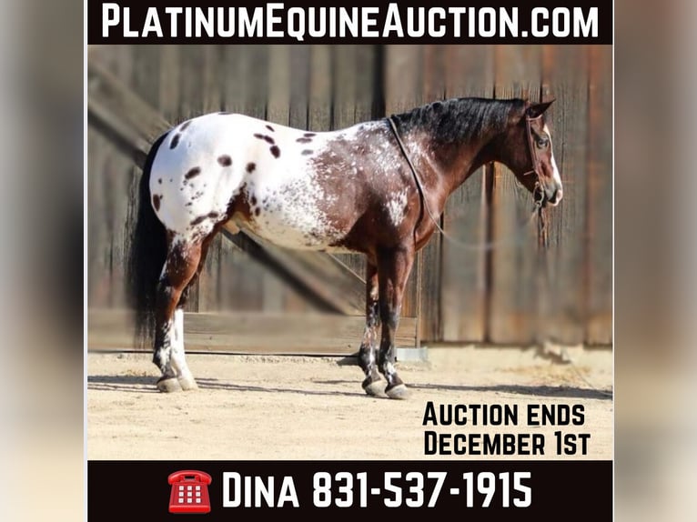 Quarter horse américain Hongre 13 Ans 155 cm Bai cerise in Paicines CA