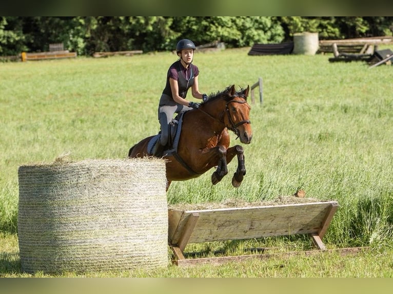 Quarter horse américain Croisé Hongre 13 Ans 155 cm Bai in Mattsee