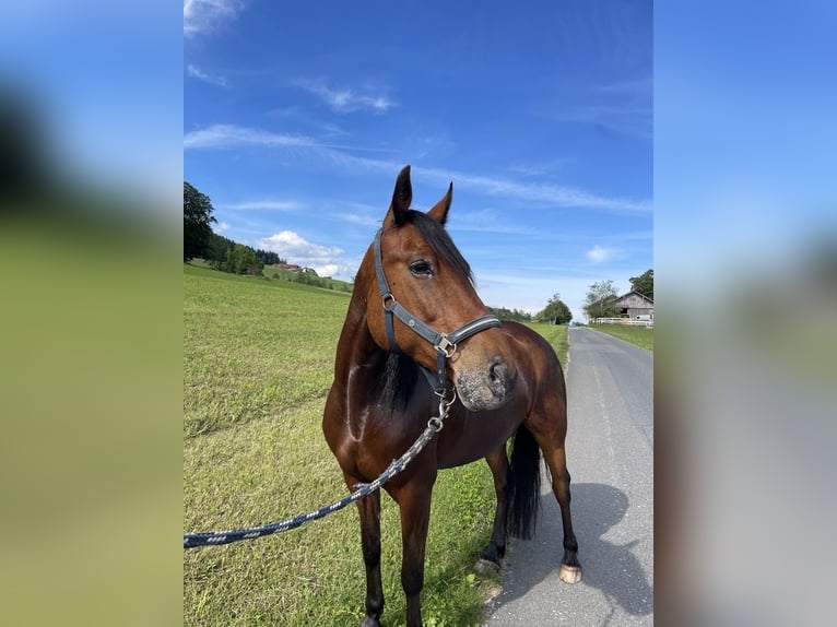Quarter horse américain Croisé Hongre 13 Ans 155 cm Bai in Mattsee