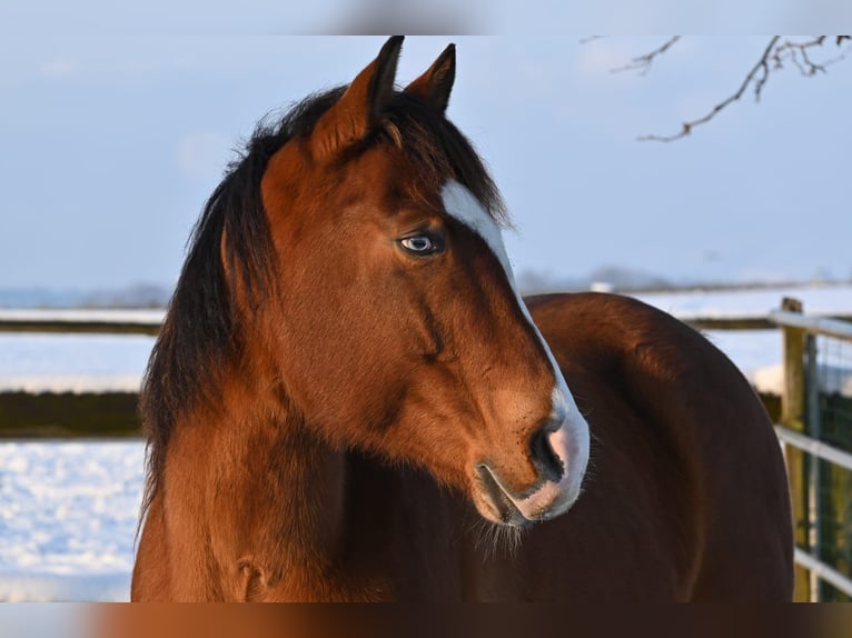 Quarter horse américain Hongre 13 Ans 155 cm Bai in St.Florian