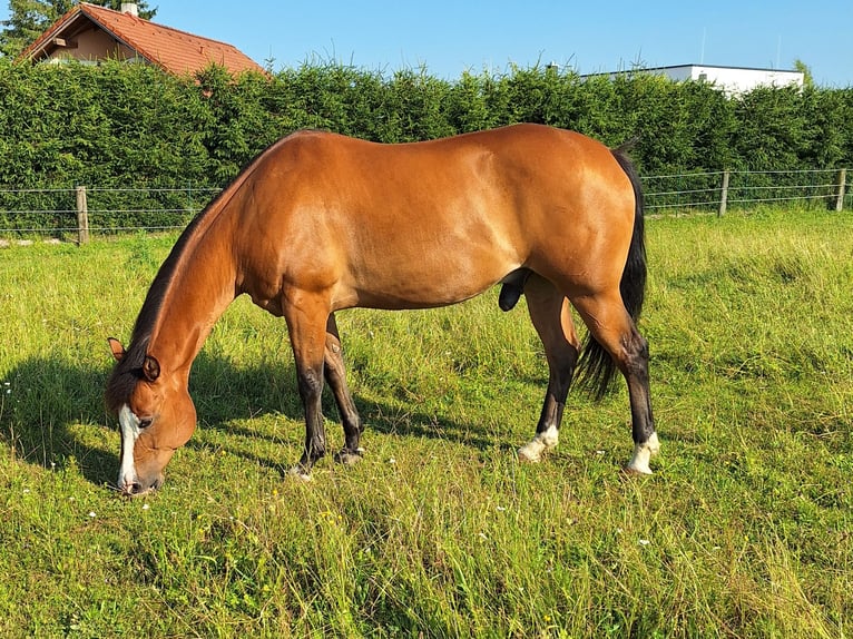 Quarter horse américain Hongre 13 Ans 155 cm Bai in St.Florian