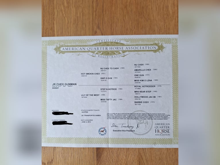 Quarter horse américain Hongre 13 Ans 155 cm Bai in St.Florian