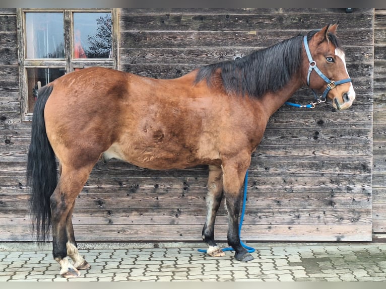 Quarter horse américain Hongre 13 Ans 155 cm Bai in St.Florian