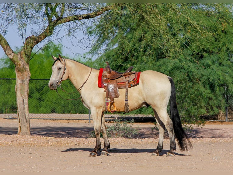 Quarter horse américain Hongre 13 Ans 155 cm Buckskin in Mesa, AZ