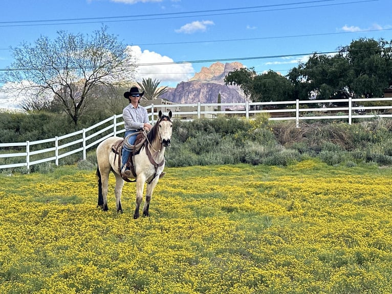 Quarter horse américain Hongre 13 Ans 155 cm Buckskin in Mesa, AZ