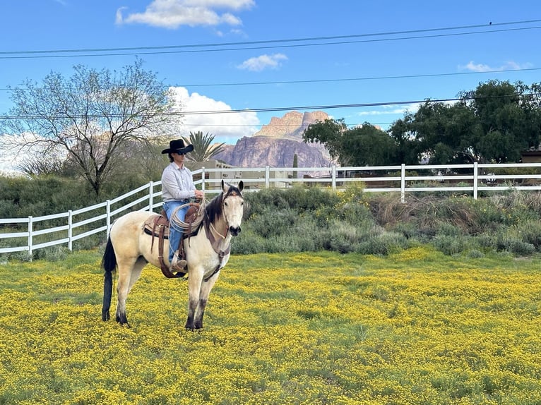 Quarter horse américain Hongre 13 Ans 155 cm Buckskin in Mesa, AZ