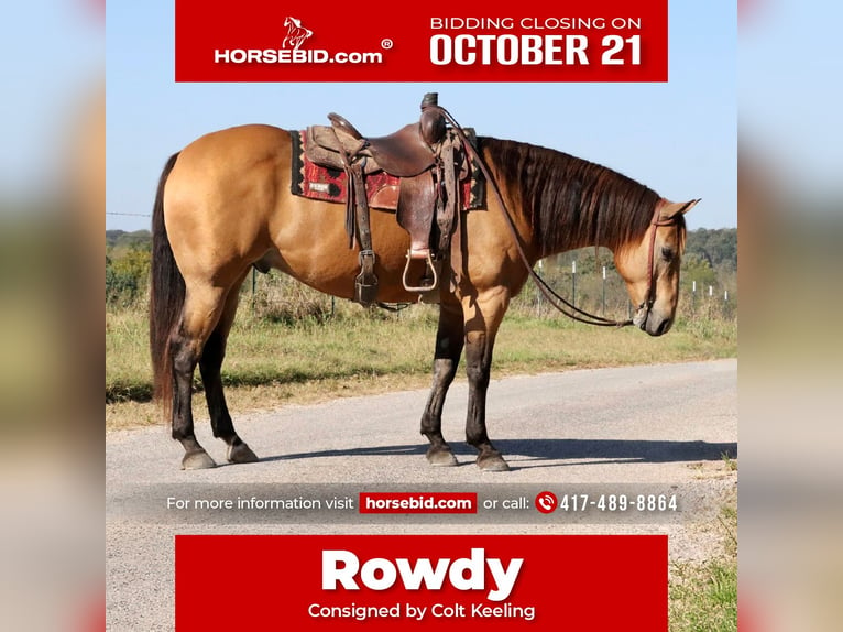 Quarter horse américain Hongre 13 Ans 155 cm Buckskin in Purdy, MO