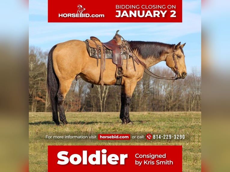 Quarter horse américain Hongre 13 Ans 155 cm Buckskin in Clarion, PA