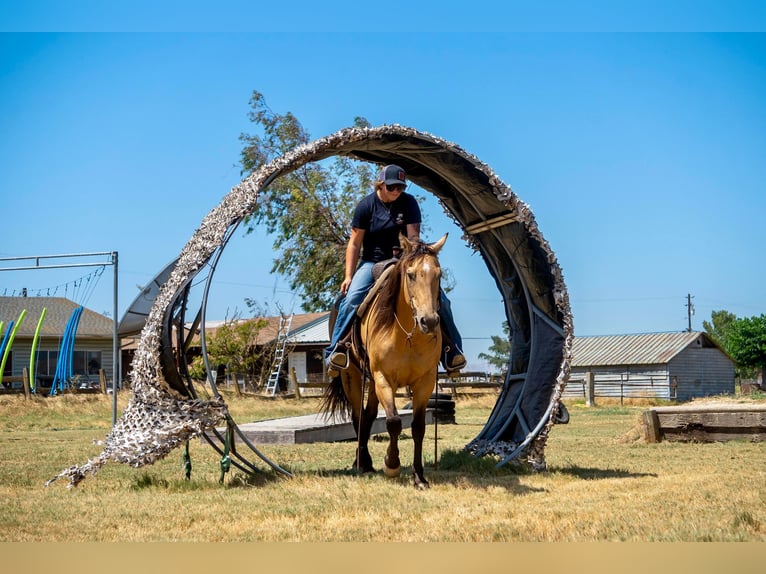 Quarter horse américain Hongre 13 Ans 155 cm Buckskin in Valley Springs CA