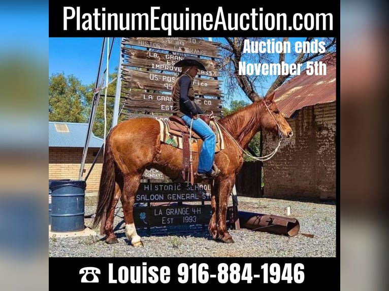 Quarter horse américain Hongre 13 Ans 155 cm Champagne in Sulfar Springs, TX