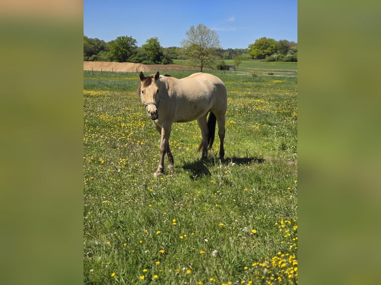 Quarter horse américain Hongre 13 Ans 155 cm Champagne in Hungen