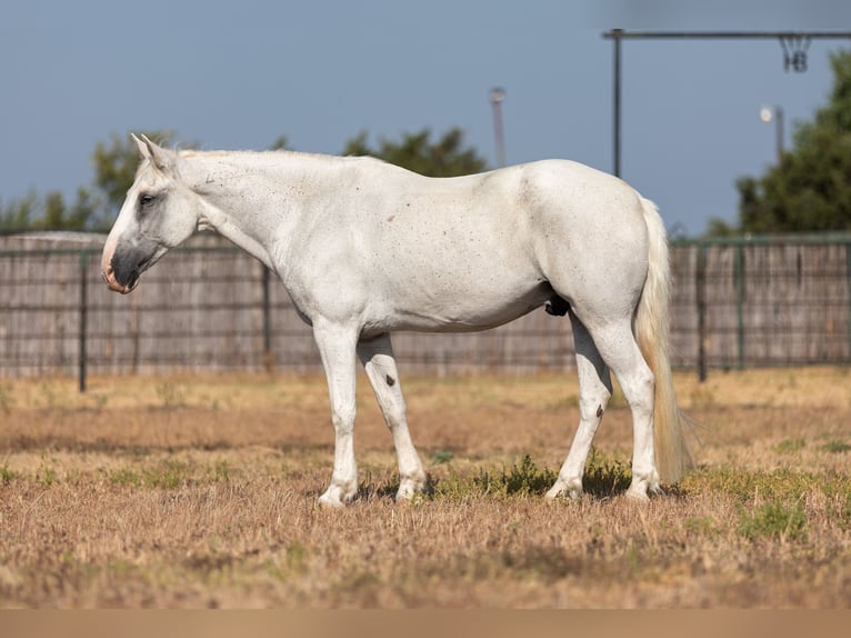Quarter horse américain Hongre 13 Ans 155 cm Gris in Weatherford, TX