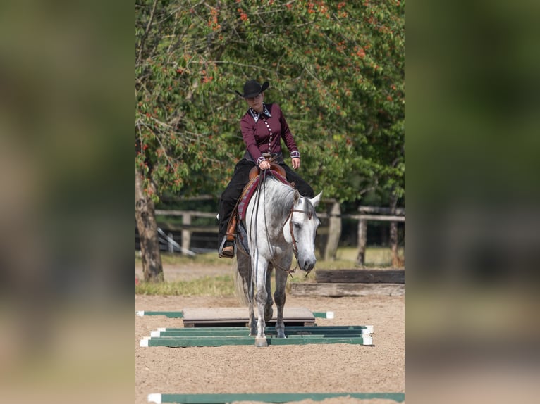 Quarter horse américain Hongre 13 Ans 155 cm Gris in Grabau