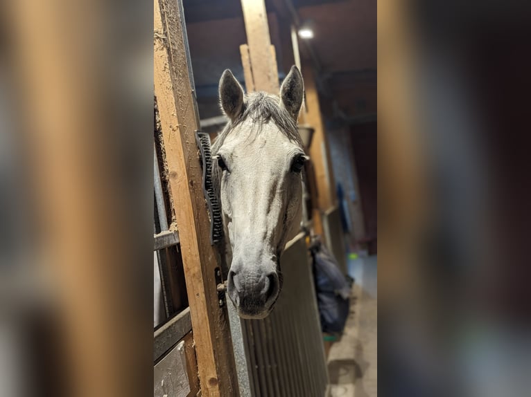 Quarter horse américain Hongre 13 Ans 155 cm Gris in Grabau