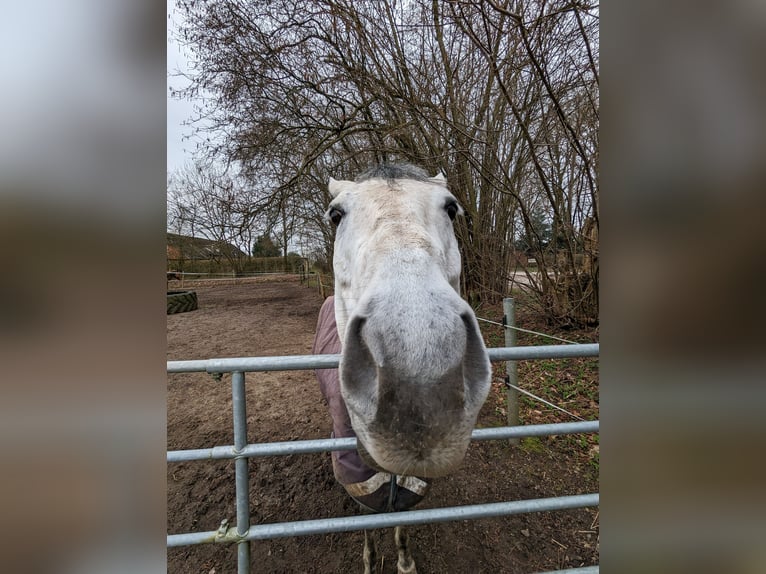 Quarter horse américain Hongre 13 Ans 155 cm Gris in Grabau