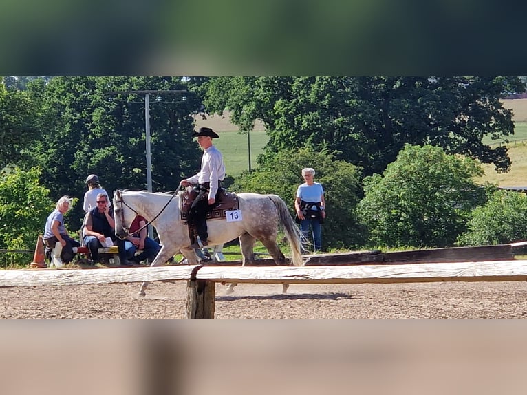 Quarter horse américain Hongre 13 Ans 155 cm Gris in Grabau