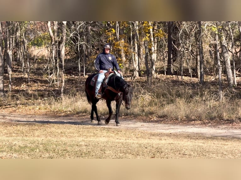 Quarter horse américain Hongre 13 Ans 155 cm Noir in Stephenville