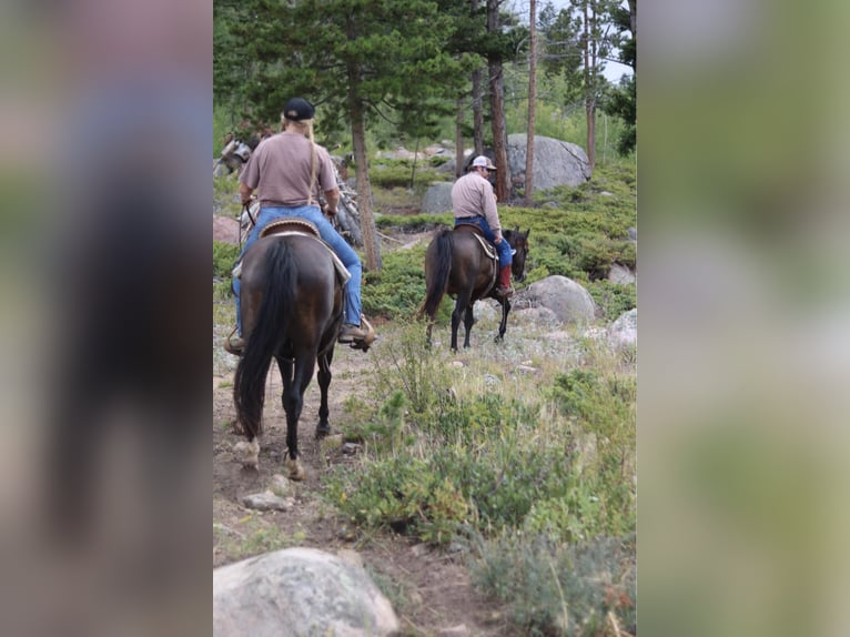 Quarter horse américain Hongre 13 Ans 155 cm Noir in Fort Collins