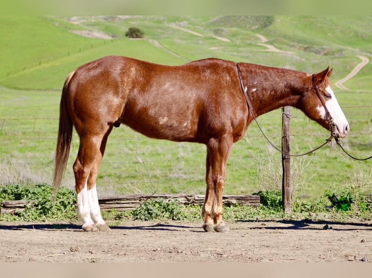 Quarter horse américain Hongre 13 Ans 155 cm Overo-toutes couleurs in Paicines CA