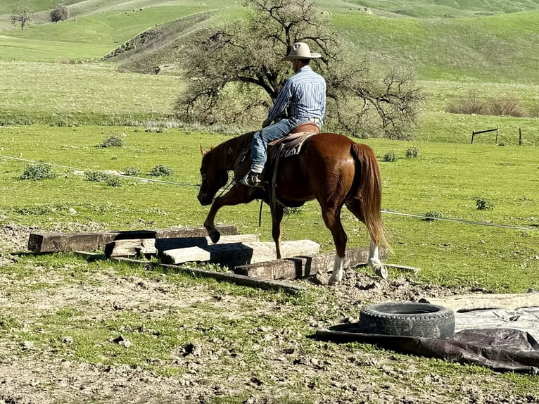 Quarter horse américain Hongre 13 Ans 155 cm Overo-toutes couleurs in Paicines CA
