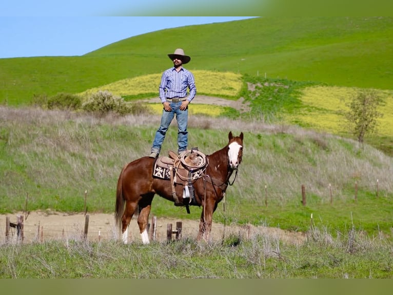 Quarter horse américain Hongre 13 Ans 155 cm Overo-toutes couleurs in Paicines CA