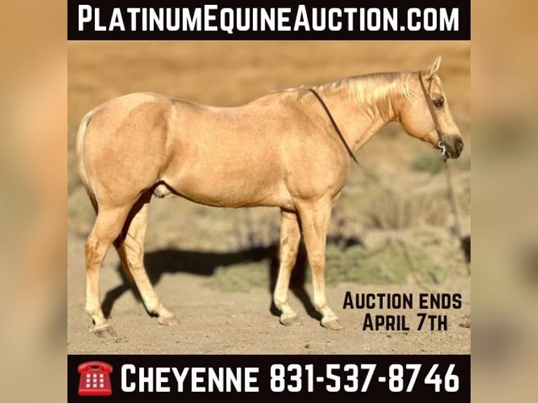 Quarter horse américain Hongre 13 Ans 155 cm Palomino in Bitterwater CA