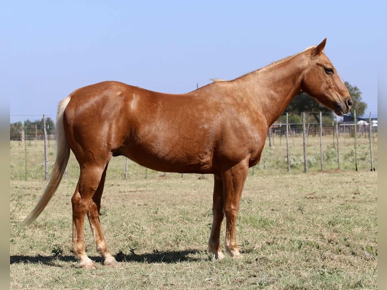 Quarter horse américain Hongre 13 Ans 155 cm Palomino in lIpan TX