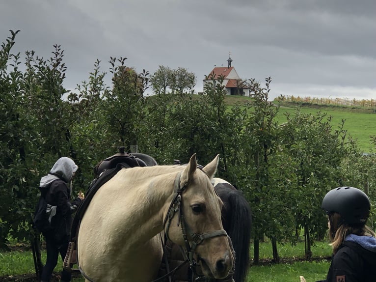 Quarter horse américain Hongre 13 Ans 155 cm Palomino in Kressbronn am Bodensee