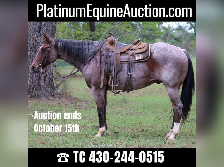 Quarter horse américain Hongre 13 Ans 155 cm Roan-Bay in RUSK, TX