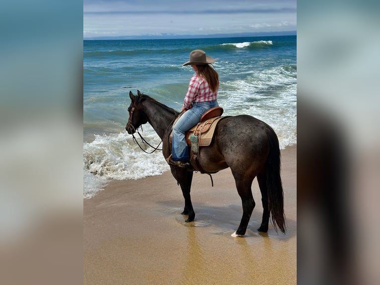 Quarter horse américain Hongre 13 Ans 155 cm Rouan Bleu in Paso Robles, CA