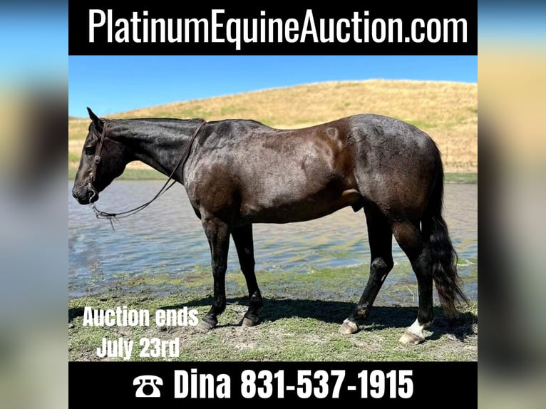 Quarter horse américain Hongre 13 Ans 155 cm Rouan Bleu in Paso Robles, CA