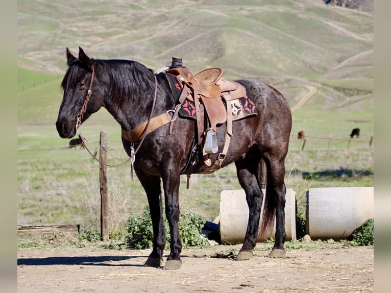 Quarter horse américain Hongre 13 Ans 155 cm Rouan Bleu in Paicines CA