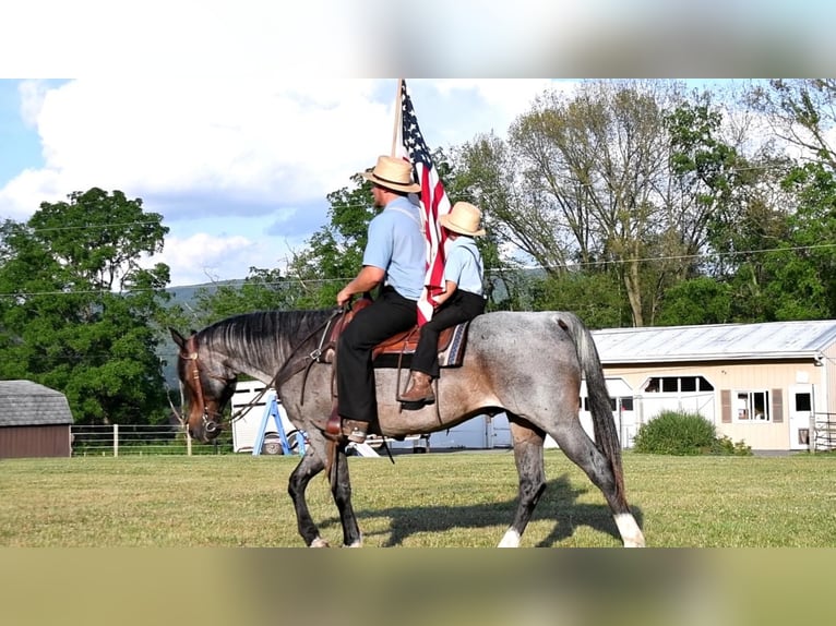 Quarter horse américain Croisé Hongre 13 Ans 155 cm Rouan Bleu in Rebersburg, PA