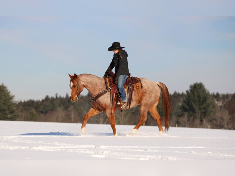 Quarter horse américain Hongre 13 Ans 155 cm Rouan Rouge in Clarion