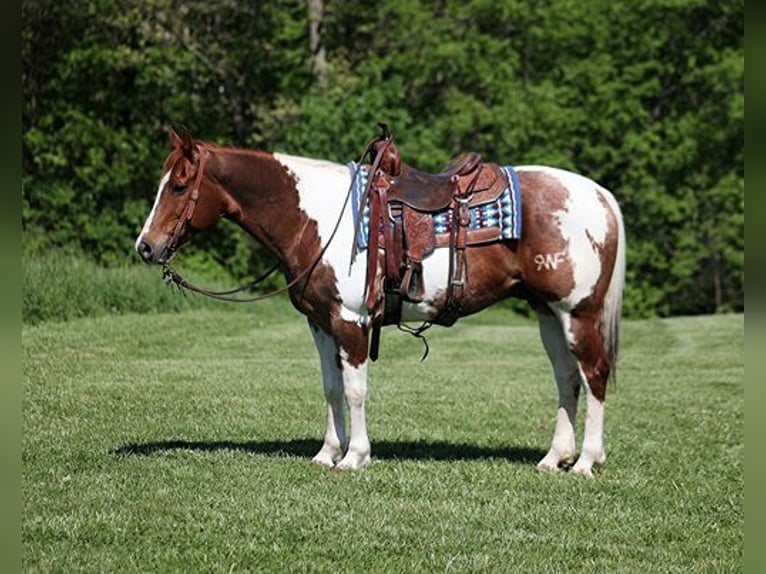 Quarter horse américain Hongre 13 Ans 155 cm Tobiano-toutes couleurs in LEvel Green KY