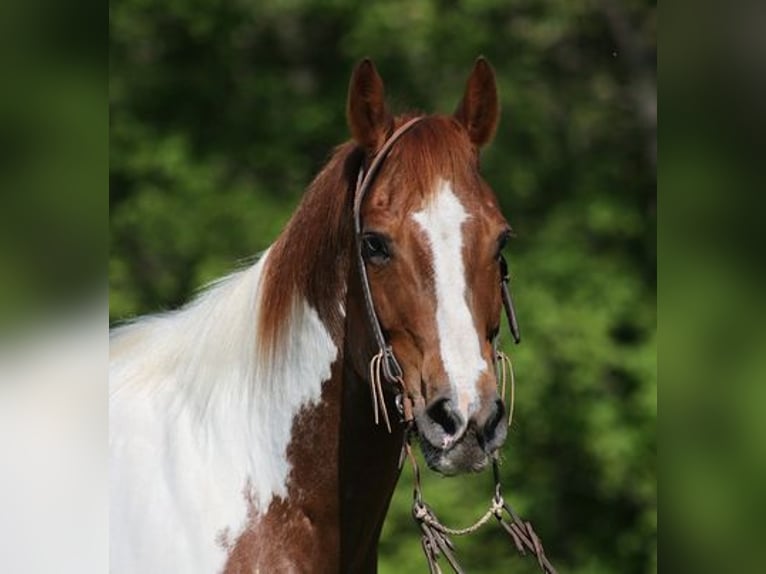 Quarter horse américain Hongre 13 Ans 155 cm Tobiano-toutes couleurs in LEvel Green KY